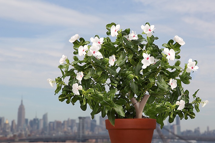 Fast unsichtbar: Da in verschiedenen Farben erhältlich, lässt sich der Parrot Flower Power optisch perfekt an fast alle Pflanzenarten anpassen.