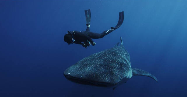 Fred Buyle erforscht die Giganten der Meere. (© Tiberius Film)