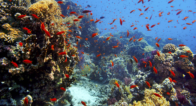 Die spektakulären Aufnahmen lassen die Tierwelt auf und vor dem afrikanischen Kontinent in ganzer Pracht erstrahlen. (© Constantin Film)