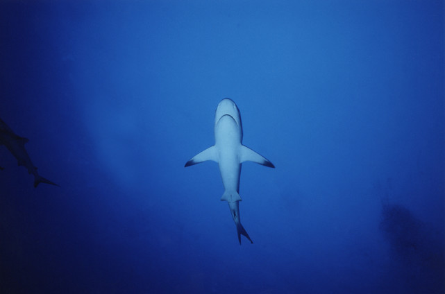 Neben exotischen Fischschwärmen sind auch hungrige Haie Teil der Welten in 