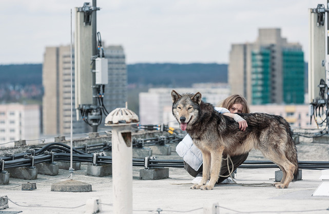 Ania (Lilith Stangenberg) hält einen Wolf in ihrer Wohnung. (© EuroVideo)