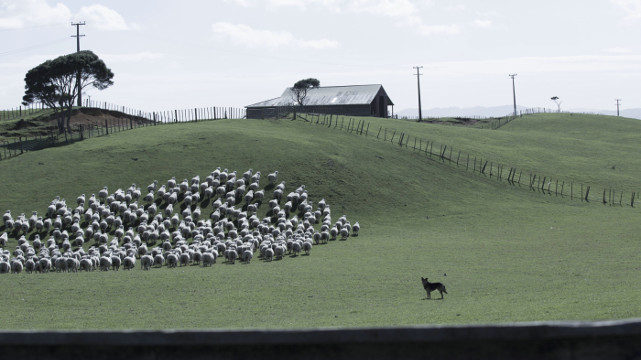 In den 1960er-Jahren leben die Maori-Familien der Mahanas und Poatas an der Ostküste Neuseelands vom Schafe scheren. (© Prokino)