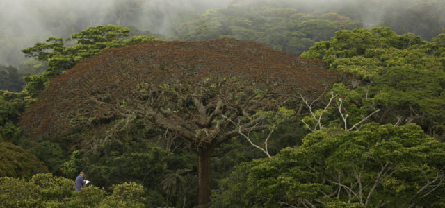 Wer glaubt, Bäume seien reglos, wortlos und harmlos, wird in diesem beeindruckenden Film überrascht. (© Universum Film)