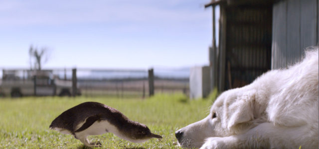 Hirtenhund Oddball soll eine Brutkolonie von seltenen Zwergpinguinen vor Füchsen beschützen. (© Universum Film)