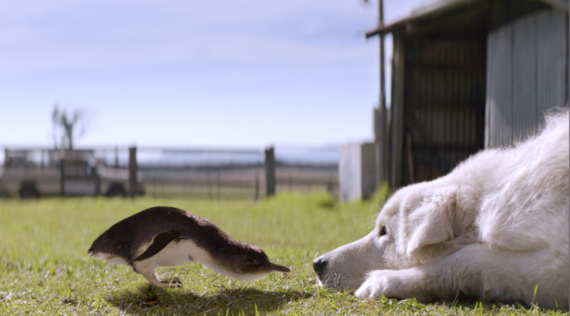 Hirtenhund Oddball soll eine Brutkolonie von seltenen Zwergpinguinen vor Füchsen beschützen. (© Universum Film)